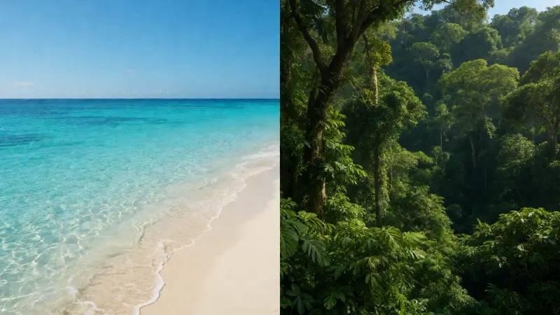 A split view showing a serene tropical beach with clear turquoise water and a lush, vibrant rainforest canopy under a clear blue sky.